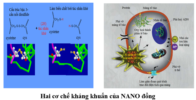 http://sieuthiphanthuoc.org/wp-content/uploads/2017/09/hai-co-che-khang-khuan-cua-nano-dong-1.png