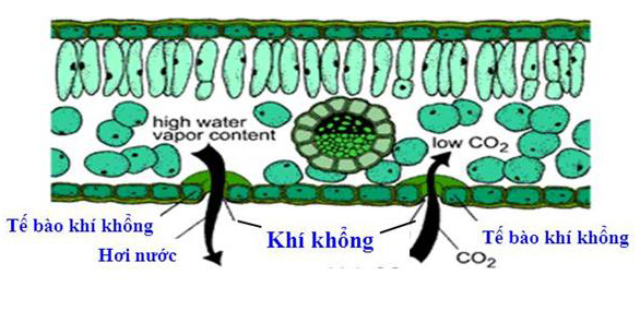 http://sieuthiphanthuoc.org/wp-content/uploads/2017/09/nano-bac-vao-la.jpg