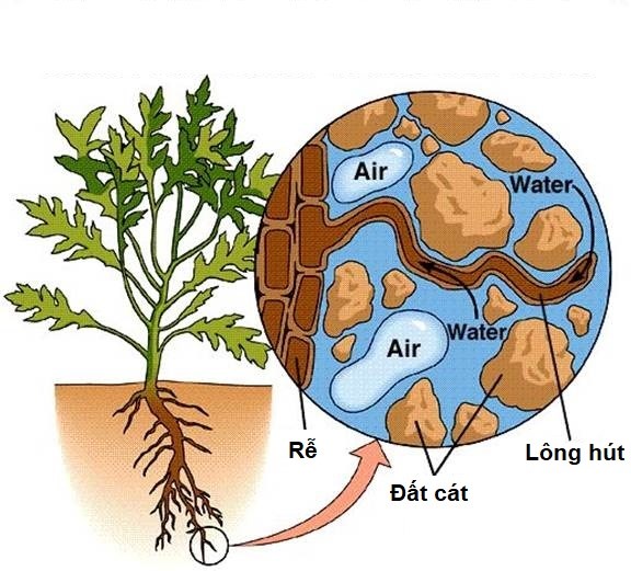 http://sieuthiphanthuoc.org/wp-content/uploads/2017/09/nano-bac-vao-re.jpg