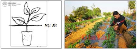 (A) Kỹ thuật đặt bầu; (B) Trồng ớt có màng phủ nông nghiệp