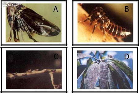 (A) Con trưởng thành rầy bông xoài; (B) Ấu trùng rầy bông xoài (C) Con ấu trùng trên phát hoa xoài; (D) Rầy gây ra bồ hóng trên lá.