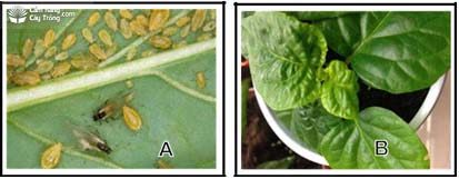 Rầy mềm, rầy nhớt hại ớt