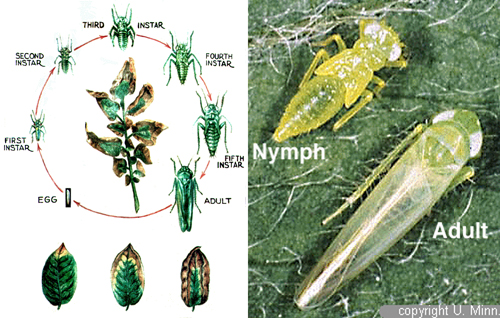 Vòng đời rầy xanh Empoasca sp