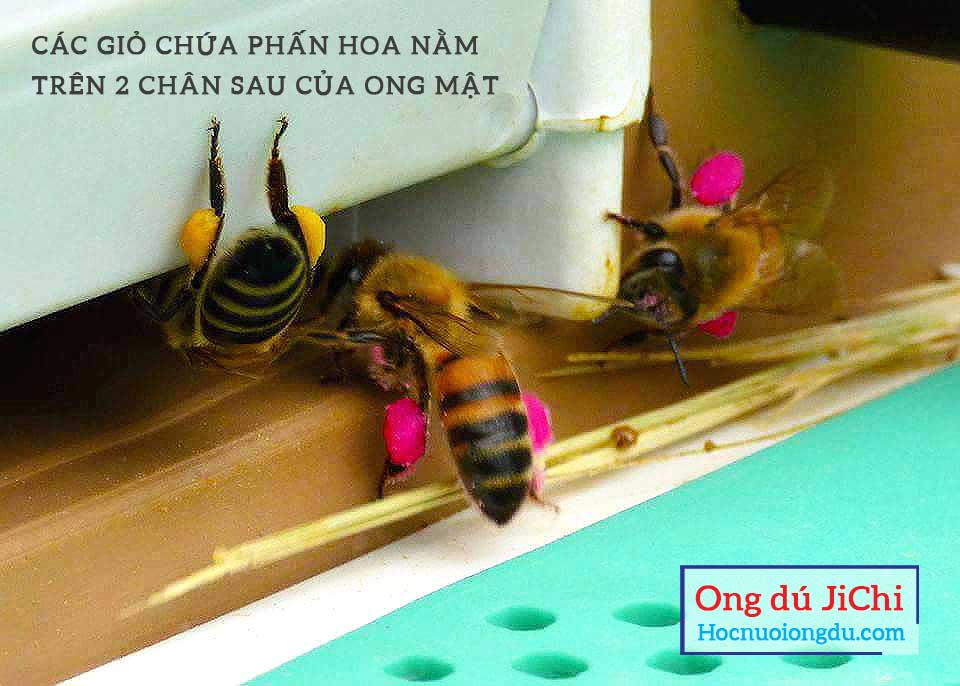 Cấu tạo của loài ong với giỏ phấn hoa giúp thụ phấn cho cây