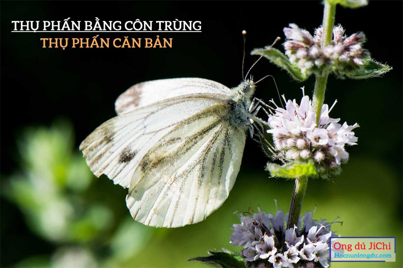 Dùng côn trùng thụ phấn cho cây trồng trong nhà kính