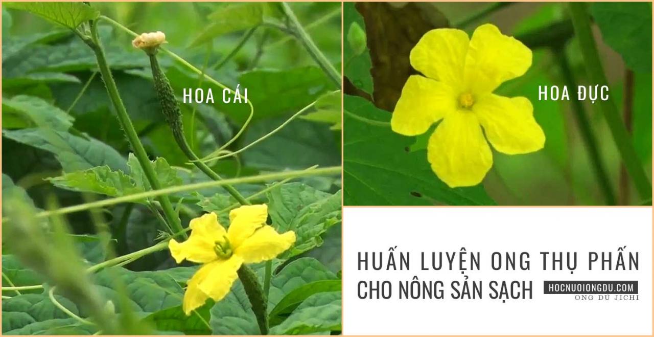 Hoa khổ qua đực và hoa cái