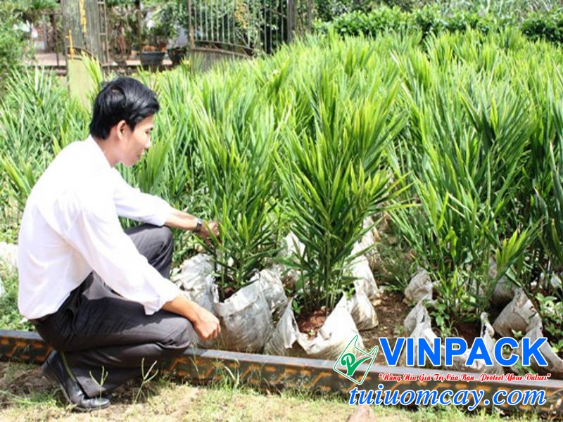 Bón phân đẩy đủ và tốt nhất để gừng có thể sinh trưởng tốt.