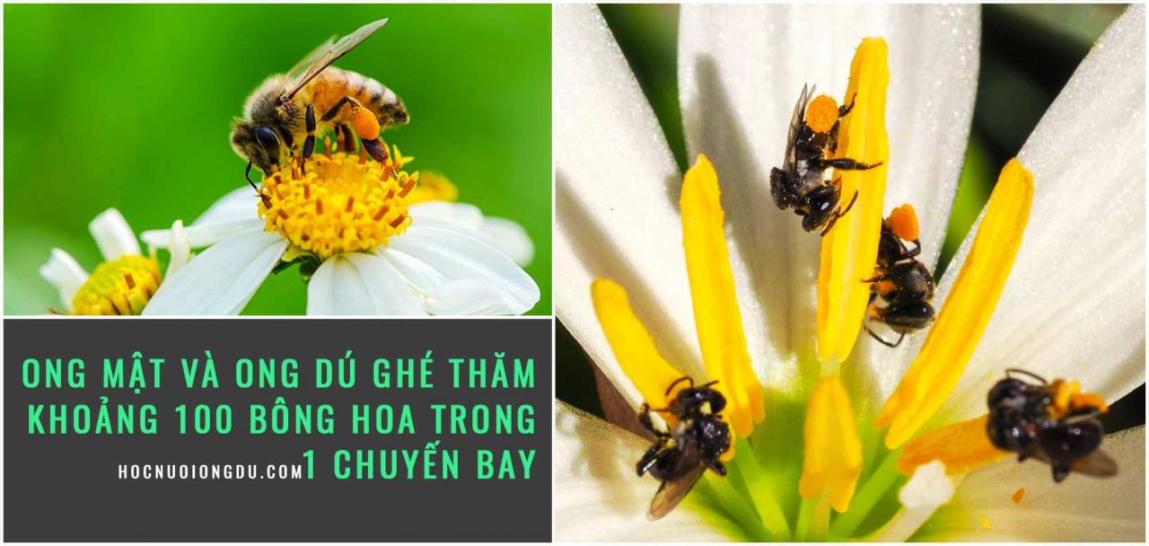 Ong mật và ong dú đang thụ phấn cho hoa theo 2 cách thụ phấn