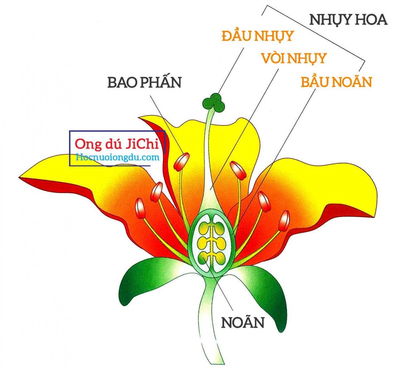 Sơ đồ quá trình thụ phấn, hình ảnh thụ phấn cho cây