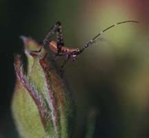 12katydid-nymph1