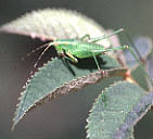 12katydid-nymph2