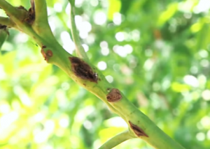 BBS wounds on young twigs (young branches