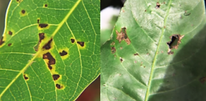 Black spots of BBS (left) and of Anthracnose (right)_2