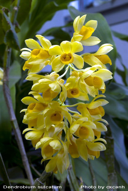 Thuỷ tiên dẹt – Kiều dẹt – Dendrobium sulcatum