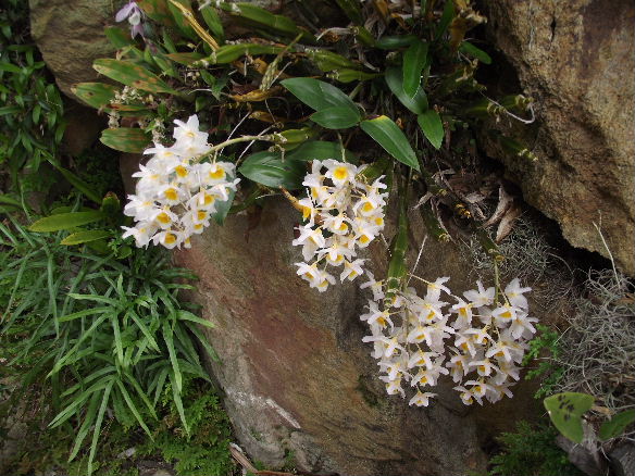 Thủy tiên trắng – Dendrobium farmeri – Kiều trắng, kiều vuông