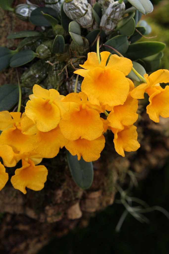 Dendrobium jenkensii, Hoàng thảo Vẩy rắn – lan vẩy rắn – lan vẩy cá – vảy cá