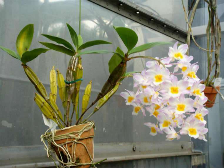 Dendrobium palpebrae, thủy tiên trắng, hoàng thảo thủy tiên vàng