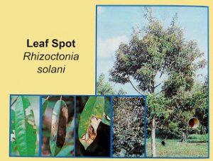 Disease-lef-spot-rhizoctonia