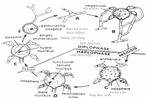 PYTHIUM