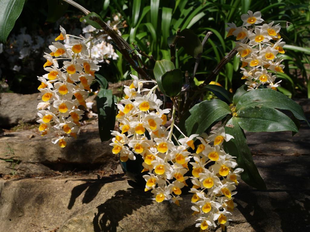 Hoàng thảo Thủy tiên cam, Dendrobium thyrsiflorum