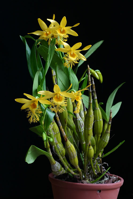 Thủy tiên râu mép, môi tơ – Dendrobium brymerianum