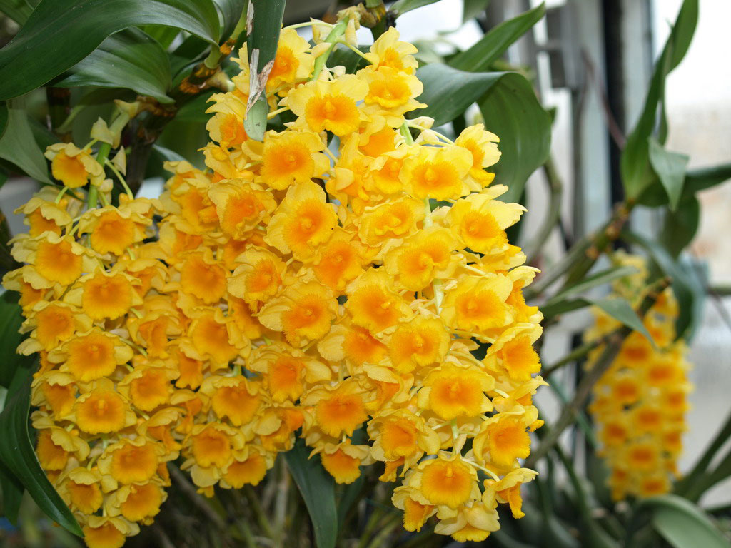 Thủy Tiên mỡ gà - Dendrobium densiflorum