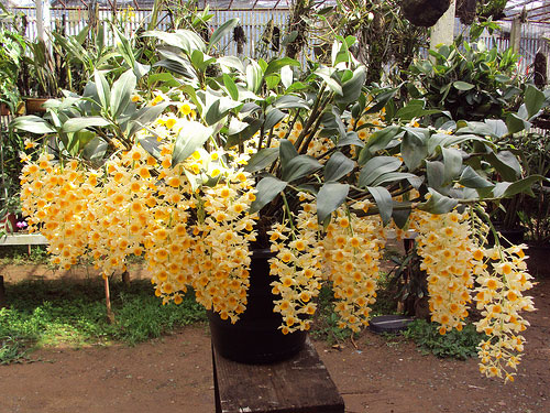 Hoàng thảo Thủy tiên cam, Dendrobium thyrsiflorum