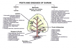 durian-pests-diseases-chart