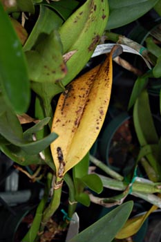 leaf dying from age