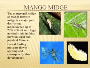 mango gall midge 1