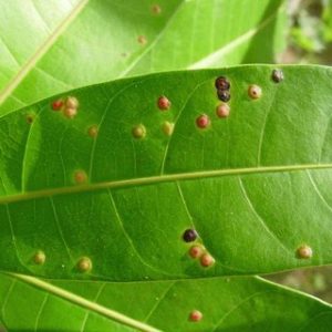 mango gall midge 2