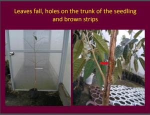 phytophthora in young tree