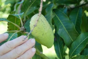 powdery mildew fruit