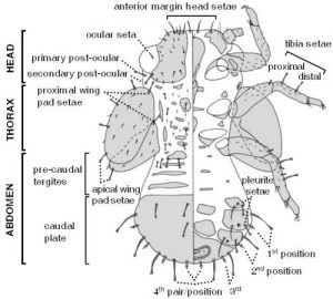 psyllydae