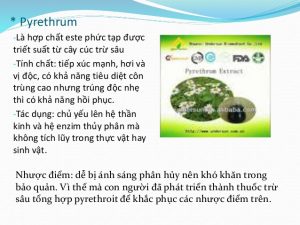 pyrethrum